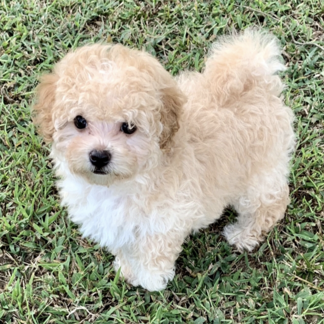 comprar cachorros sanos, baratos y asequibles para la venta